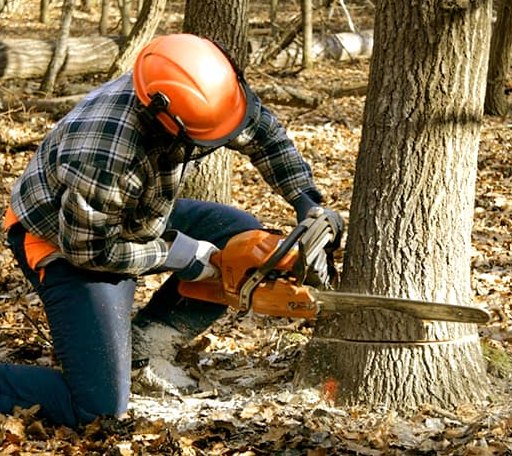 Tree Removal in Allen, SD